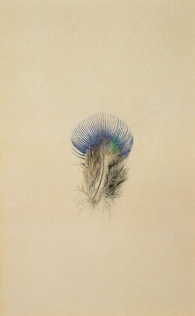 Studium pawich piór, 1873 autorstwa John Ruskin
