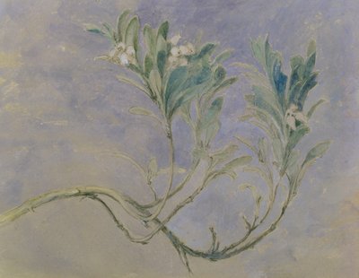 Studium gałązki mirtu, ok. 1877 (pióro i brązowy atrament i toaleta na ołówku podkreślone bielą na papierze) autorstwa John Ruskin