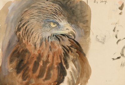 Głowa latawca, z życia, 30 sierpnia-1 września 1870 (akwarela i body na graficie na jasnobrązowym papierze plecionym) autorstwa John Ruskin