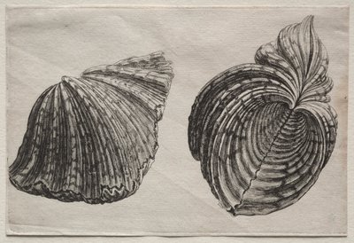 Muszle: Hippopus maculatus Lam autorstwa John Sell Cotman