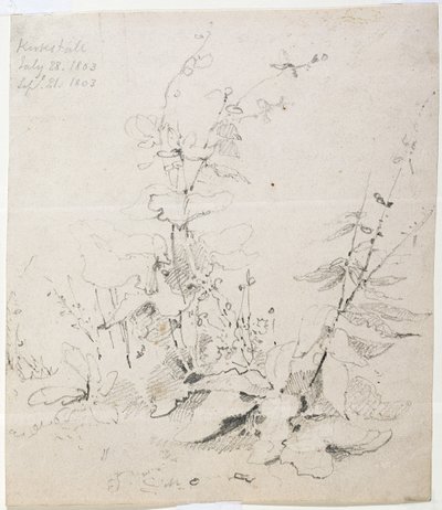 Studium chwastów, Kirkstall autorstwa John Sell Cotman