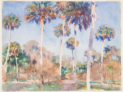 Palmy, 1917 (wc nad grafitem na papierze) autorstwa John Singer Sargent