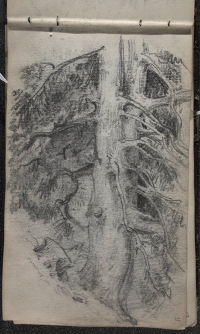 Studium drzewa, 1871-72 (grafit na przyciemnionym papierze tkanym w kolorze złamanej bieli) autorstwa John Singer Sargent