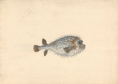 Ryba jeżozwierza autorstwa John Smart