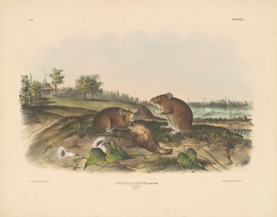 Bawełna Szczur autorstwa John T. Bowen, after John James Audubon