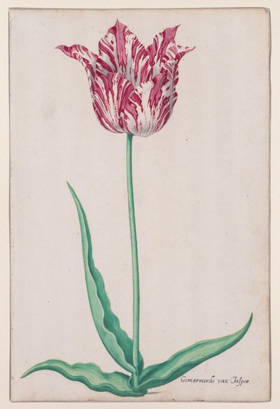 Studium tulipana (jaspis marmurkowy) autorstwa John Thomson
