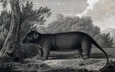 Opos, rycina według rysunku Johna Webbera (1750-1793) wykonana podczas trzeciej podróży Jamesa Cooka autorstwa John Webber