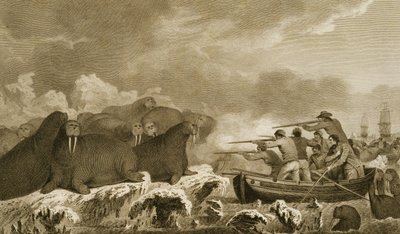 Konie morskie, figury J. Heatha, grawerowane przez E. Scotta tablica 52 z „Journal of a Voyage to the South Seas”, transkrypcja z dokumentów Sydney Parkinson, wyd. 1823 autorstwa John Webber