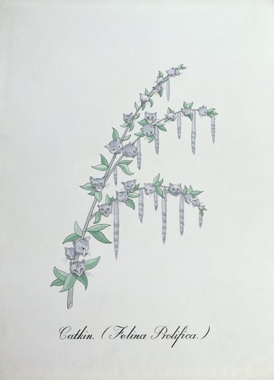 Kotka (Felina Prolifica.), ilustracja z „Fałszywej księgi botaniki” Johna Weira autorstwa John Weir