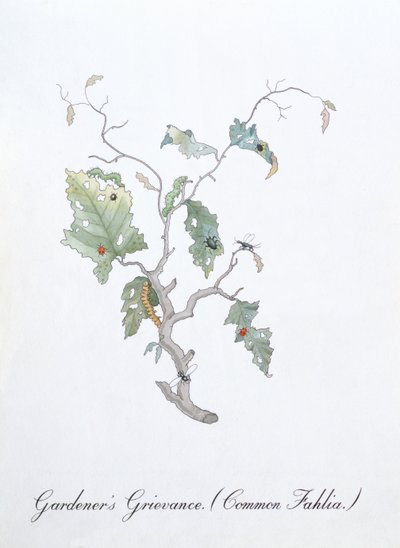 Skarga ogrodnika (Wspólna Fahlia), ilustracja z „Fałszywej księgi botaniki” Johna Weira autorstwa John Weir