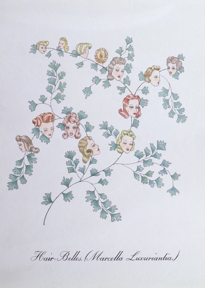 Hair-Belles (Marcella Luxuriantia), ilustracja z „Fałszywej księgi botaniki” Johna Weira autorstwa John Weir