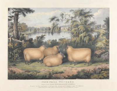 Cztery nagrody Wethers autorstwa John West Giles