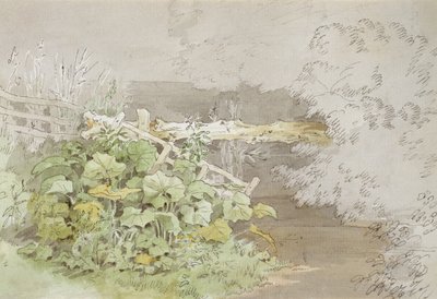 Zadokuj rośliny przy zacienionym strumieniu (pióro i atrament oraz toaleta na papierze) autorstwa John White Abbott
