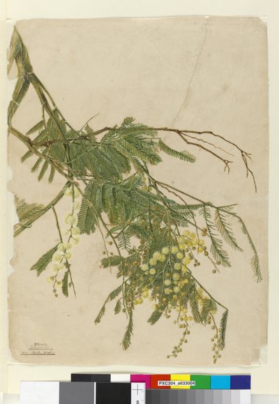 Akacja, 1805 (toaleta, długopis, tusz i ołówek) autorstwa John William Lewin