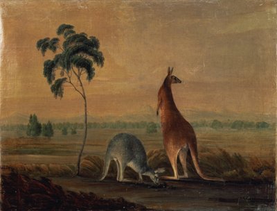 Kangury w krajobrazie, ok.1819 autorstwa John William Lewin