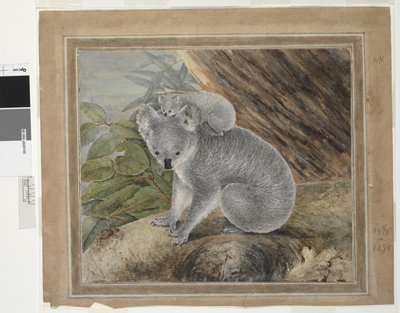 Koala i młody, 1803, J.W. Lewin, 1803 (toaleta i gwasz) autorstwa John William Lewin