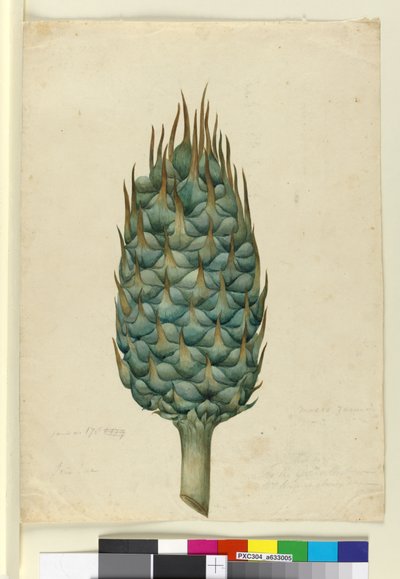 Macrozamia, c.1803-06 (toaleta, długopis, atrament i ołówek) autorstwa John William Lewin