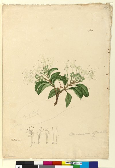 Strona 100. Clerodendrum tomentosum, c.1803-06 (toaleta, długopis, atrament i ołówek) autorstwa John William Lewin