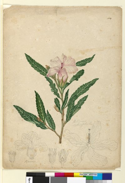 Strona 104. Hibiscus heterophyllus, c.1803-06 (toaleta, długopis, atrament i ołówek) autorstwa John William Lewin