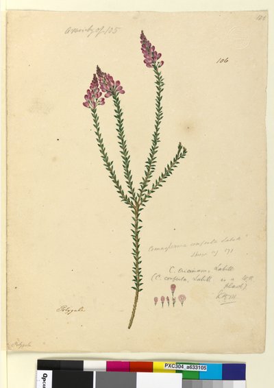 Strona 106. Comesperma ericinum, c.1803-06 (toaleta, długopis, atrament i ołówek) autorstwa John William Lewin