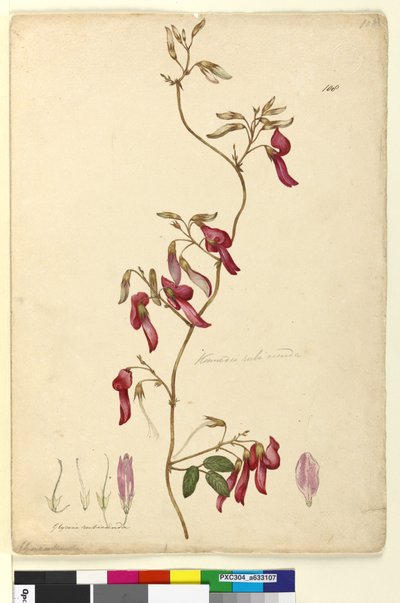 Strona 108. Kennedia rubicunda, c.1803-06 (toaleta, długopis, atrament i ołówek) autorstwa John William Lewin
