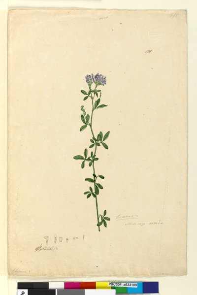 Strona 110. Medicago sativa, c.1803-06 (toaleta, długopis, atrament i ołówek) autorstwa John William Lewin