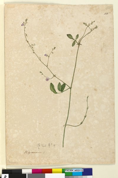 Strona 115. Hedysarum, ok. 1803-06 (toaleta, długopis, atrament i ołówek) autorstwa John William Lewin