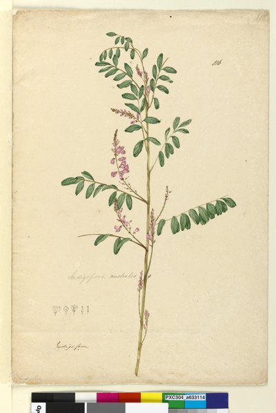 Strona 116. Indigofera australis, c.1803-06 (toaleta, długopis, atrament i ołówek) autorstwa John William Lewin