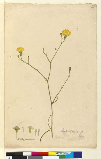 Strona 117. Hypochaeris, c.1803-06 (toaleta, długopis, atrament i ołówek) autorstwa John William Lewin