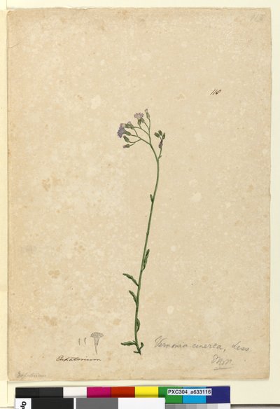 Strona 118. Vernonia cinerea, c.1803-06 (toaleta, długopis, atrament i ołówek) autorstwa John William Lewin
