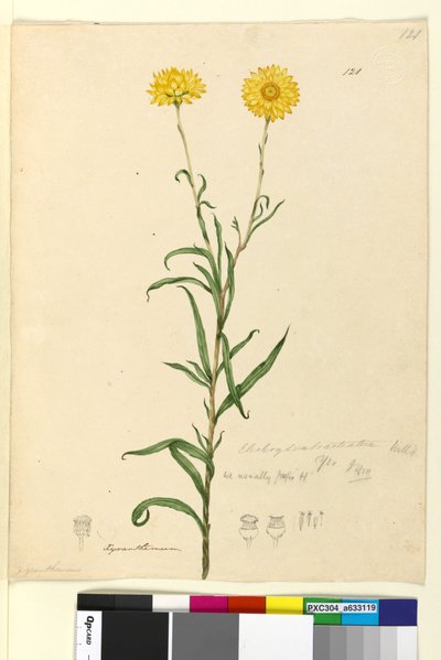 Strona 121. Elichrysum bracteatum, c.1803-06 (toaleta, długopis, atrament i ołówek) autorstwa John William Lewin