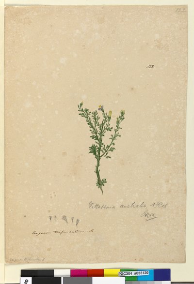 Strona 122. Vittadinia australis, c.1803-06 (toaleta, długopis, atrament i ołówek) autorstwa John William Lewin