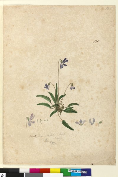 Strona 128. Viola betonicifolia, c.1803-06 (toaleta, długopis, tusz i ołówek) autorstwa John William Lewin