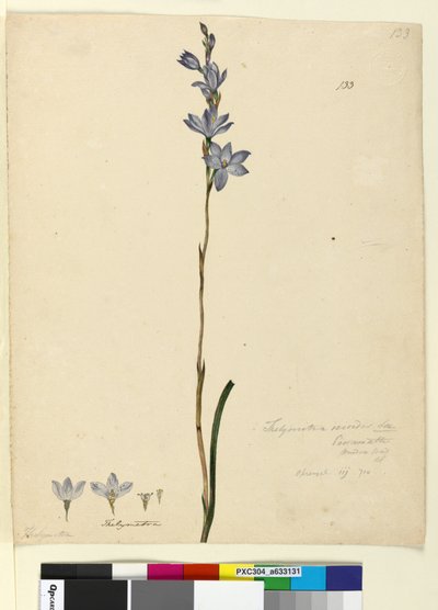 Strona 133. Thelymitra ixioides, c.1803-06 (toaleta, długopis, atrament i ołówek) autorstwa John William Lewin