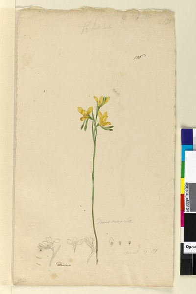 Strona 136. Diuris aurea, c.1803-06 (toaleta, długopis, atrament i ołówek) autorstwa John William Lewin