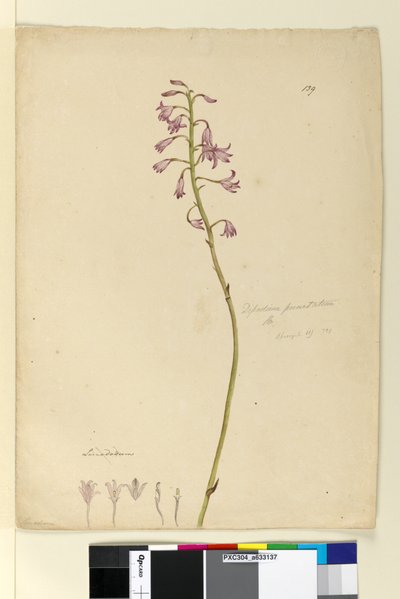 Strona 139. Dipodium punctatum, c.1803-06 (toaleta, długopis, atrament i ołówek) autorstwa John William Lewin