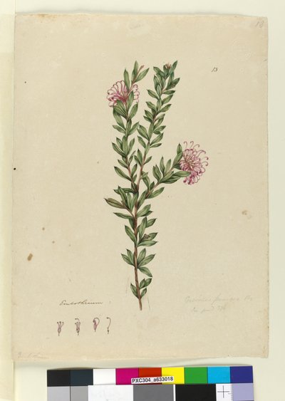 Strona 13. Grevillea punicea, ok. 1803-06 (toaleta, długopis, atrament i ołówek) autorstwa John William Lewin