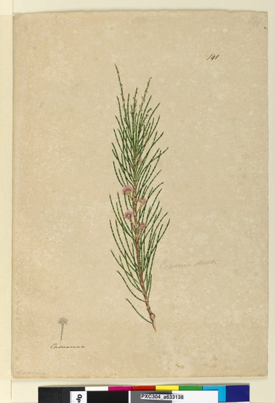 Strona 141. Casuarina strictaAllocasuarina verticillata, c.1803-06 (toaleta, długopis, atrament i ołówek) autorstwa John William Lewin