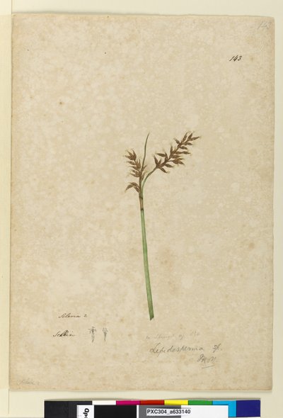 Strona 143. Lepidosperma, c.1803-06 (toaleta, długopis, atrament i ołówek) autorstwa John William Lewin