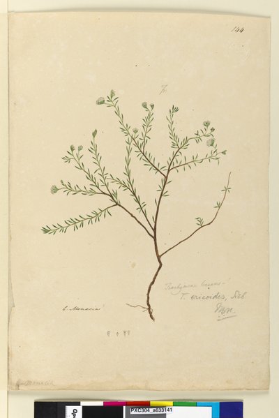 Strona 144. Trachymene linearis, c.1803-06 (toaleta, długopis, atrament i ołówek) autorstwa John William Lewin