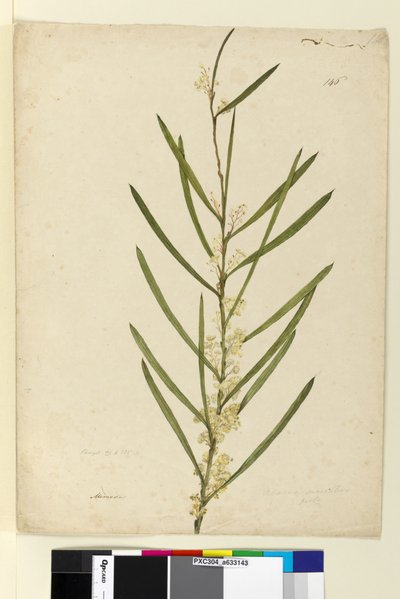 Strona 146. Acacia suaveolens, c.1803-06 (toaleta, długopis, tusz i ołówek) autorstwa John William Lewin
