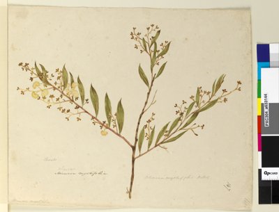 Strona 147. Acacia myrtifolia, c.1803-06 (toaleta, długopis, tusz i ołówek) autorstwa John William Lewin