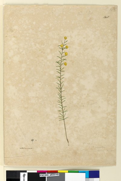 Strona 148. Acacia aciculares, c.1803-06 (akwarela, długopis, tusz i ołówek) autorstwa John William Lewin