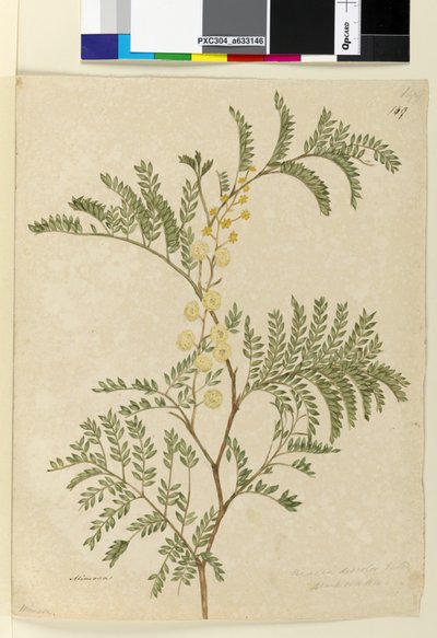 Strona 149. Acacia discolorAcacia terminalis, c.1803-06 (wc, długopis, tusz i ołówek) autorstwa John William Lewin