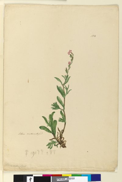 Strona 154. Silene naturalizowany, ok. 1803-06 (toaleta, długopis, tusz i ołówek) autorstwa John William Lewin