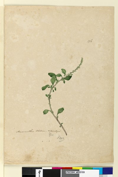 Strona 156. Amaranthus Blitum, c.1803-06 (toaleta, długopis, atrament i ołówek) autorstwa John William Lewin