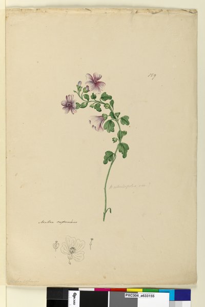 Strona 159. Malva capensis, c.1803-06 (toaleta, długopis, atrament i ołówek) autorstwa John William Lewin