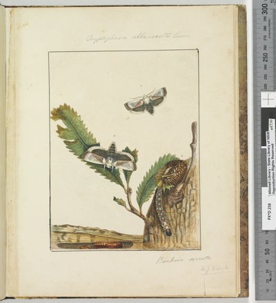 Strona 15. Talerz 4 Cryptophasa alba, costa Lewin, 1803-04 (odbitki akwaforty ręcznie kolorowane) autorstwa John William Lewin