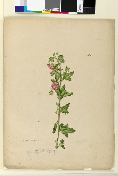 Strona 160. Malva capensis, c.1803-06 (toaleta, długopis, atrament i ołówek) autorstwa John William Lewin