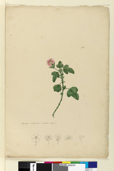 Strona 161. Malva capensis, c.1803-06 (toaleta, długopis, atrament i ołówek) autorstwa John William Lewin